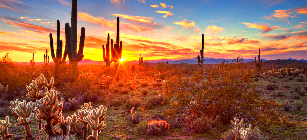All things Arizona