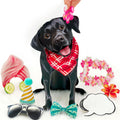Black Lab FreshCut Paper - Pop Up Pet Card