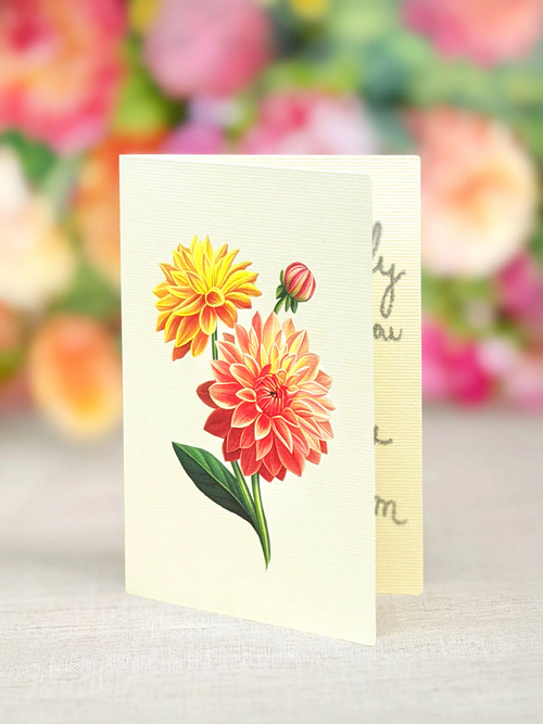 Dahlia Sunrise FreshCut Paper Pop-Up Flower Bouquet