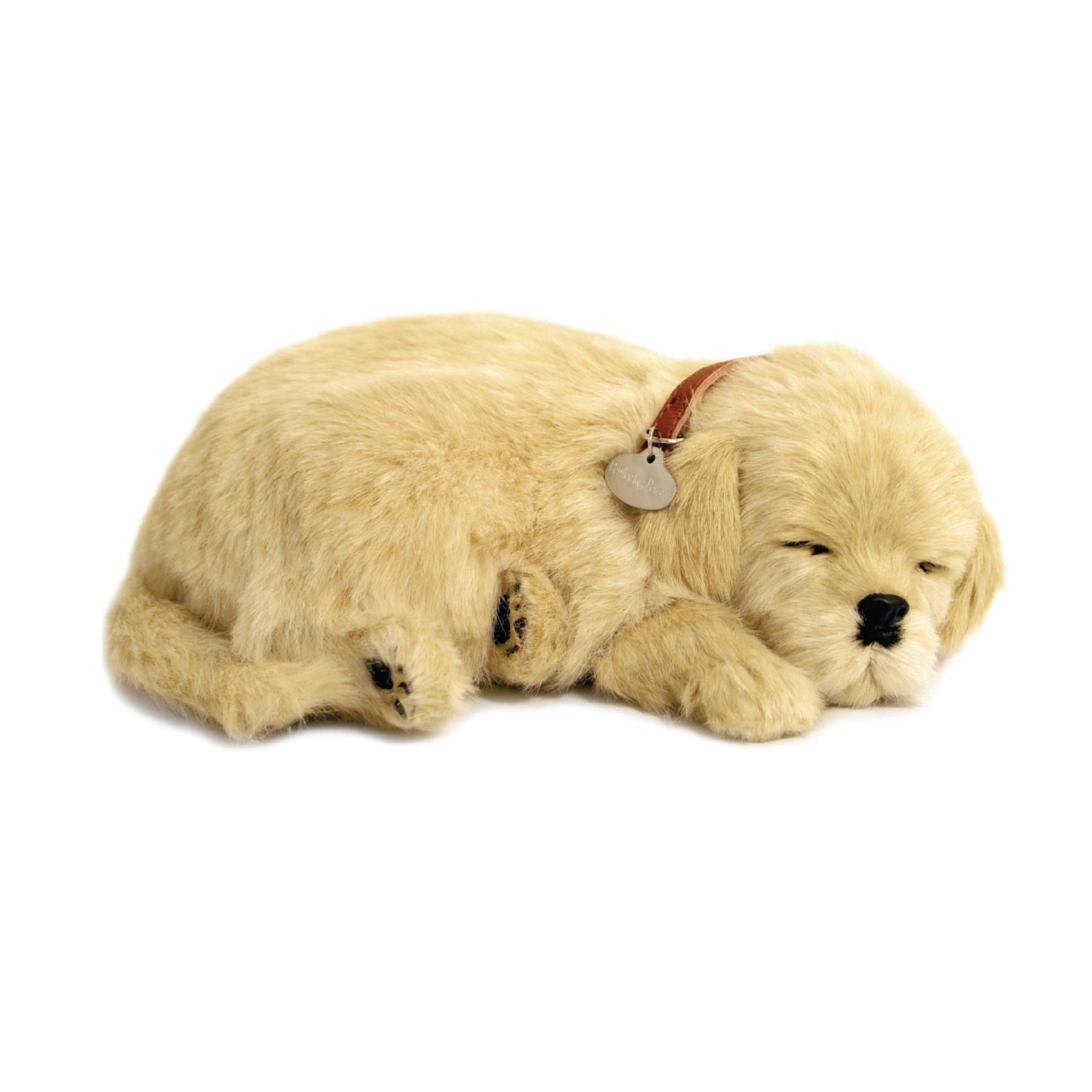 Golden Retriever Lg