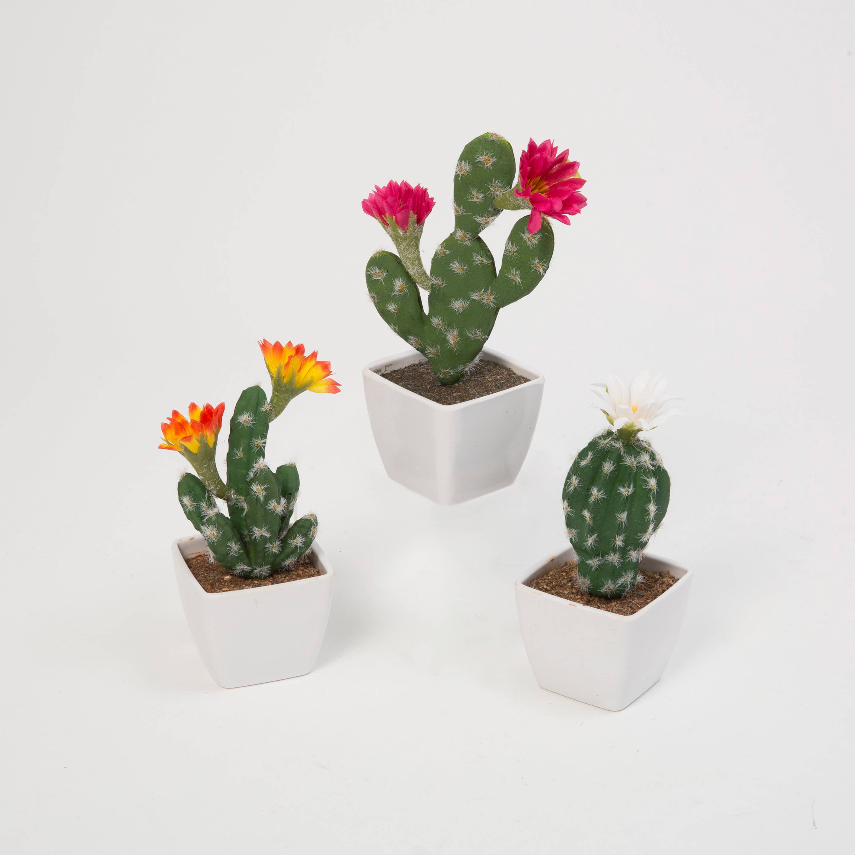 Cactus Flowers