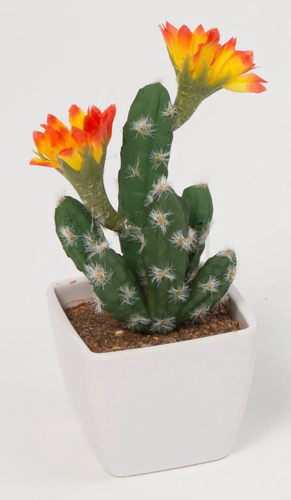 Cactus Flowers