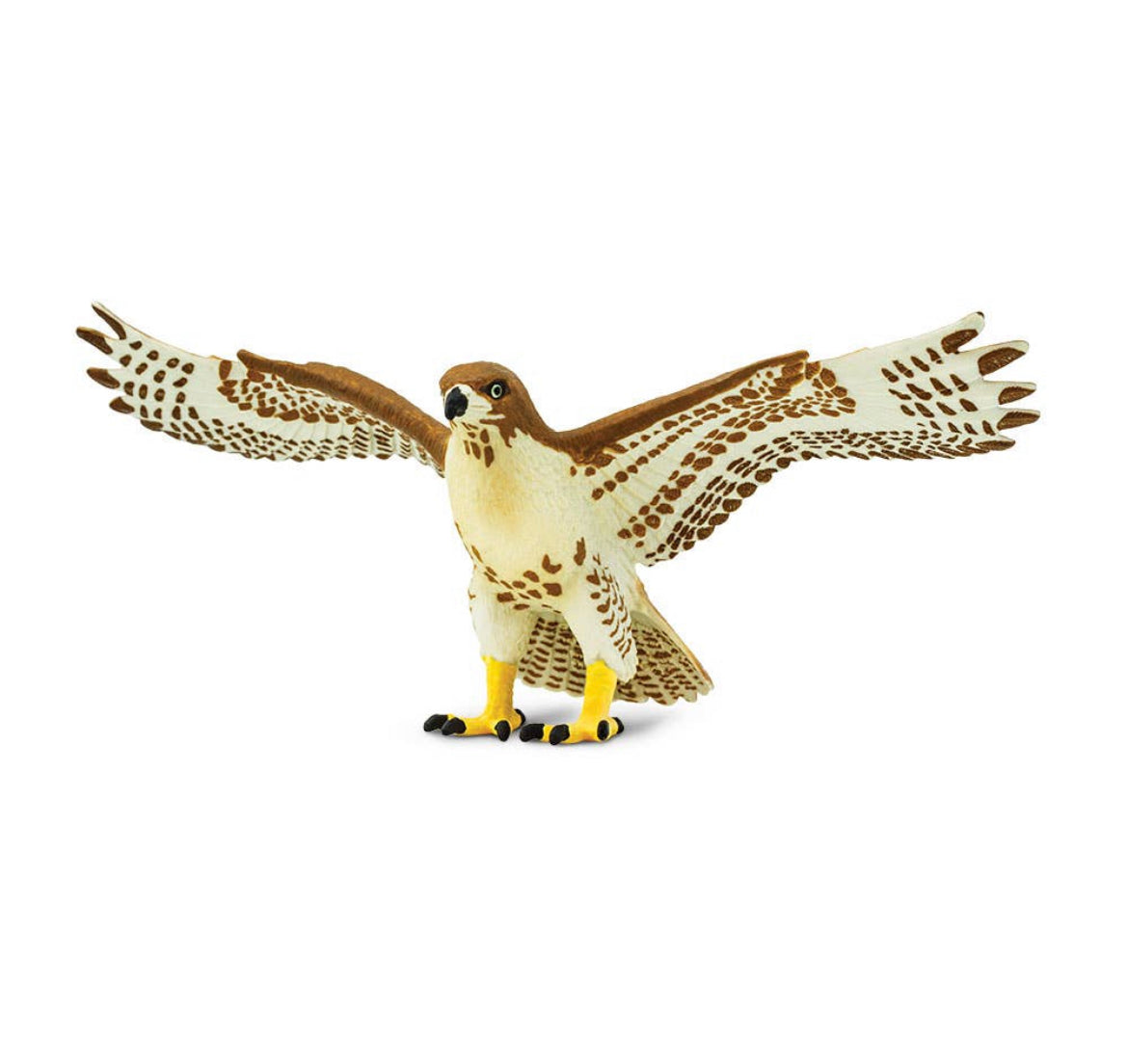 Red Tailed Hawk